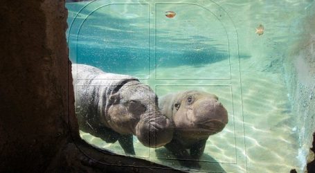 Buin zoo presentará cría de hipopótamo pigmeo en peligro de extinción