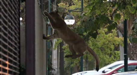 SAG y Zoológico Nacional reinsertan en la naturaleza a puma rescatado en Ñuñoa