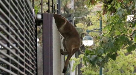 Autoridades reinsertan a su hábitat a puma capturado en Colina