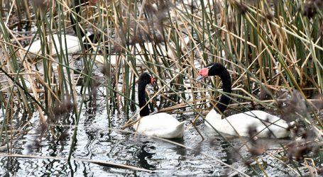 Registro histórico de cisnes de cuello negro en el Río Cruces y Chorocamayo
