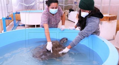 Rescatan tortugas que estaban intoxicadas con plástico y no podían sumergirse