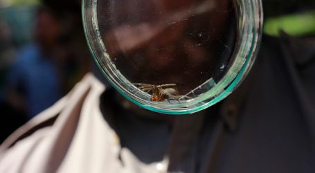 Entregan recomendaciones para evitar mordeduras de la Araña de Rincón