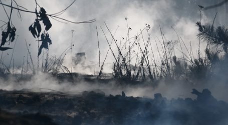 Incendios forestales en el Biobío han consumido mil hectáreas y 7 viviendas