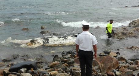 Sernapesca presenta denuncia por muerte masiva de animales marinos en Concón