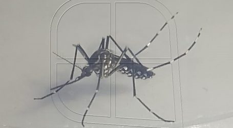 ISP confirmó 2 nuevos casos de dengue en la ciudad de Iquique