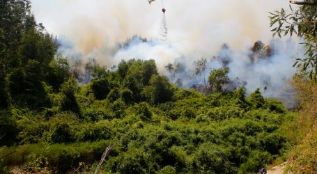 Declaran Alerta Roja para la comuna de Renaico por incendio forestal