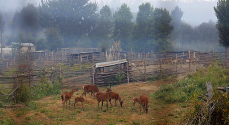 Verano 2020: Aumenta en 143% hectáreas quemadas en Biobío comparado a 2019