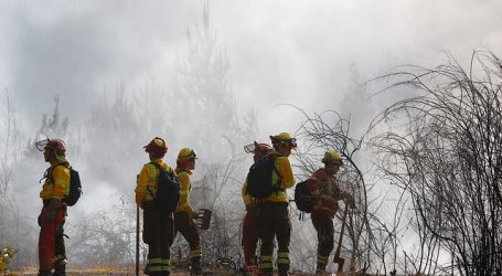 Incendio forestal en Penco afecta 44 hectáreas y bajan a Alerta Amarilla