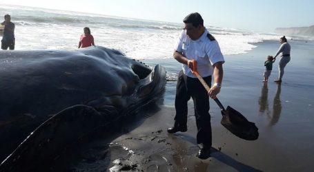 Greenpeace en alerta por ballena muerta con presunto arpón en Porvenir