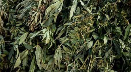 Prisión preventiva para banda que cultivaba marihuana en Copiapó