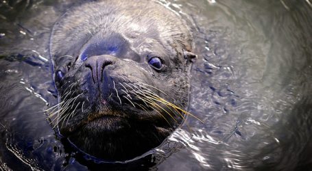 Sernapesca Coquimbo debió atender tres varamientos producto de fuertes marejadas