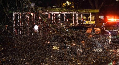 Mujer murió luego de que un árbol cayera sobre ella en la Región de Los Ríos