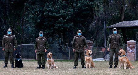 Carabineros entrena a perros para detectar a personas contagiadas por Covid-19