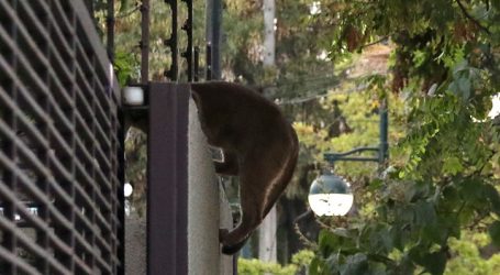Personal del SAG busca a puma que fue visto en Lo Barnechea
