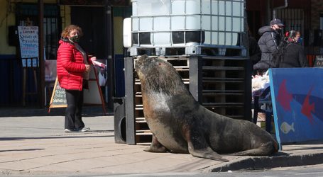 Lobo marino se pasea por la costanera y sorprende a transeúntes de Tomé