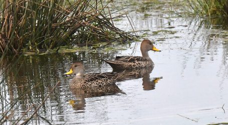 Lanzan campaña que alerta sobre los peligros del hilo de volantín para las aves