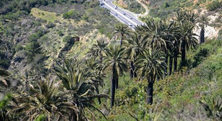 A votar por la Palma Chilena: Está entre cinco finalistas en concurso mundial