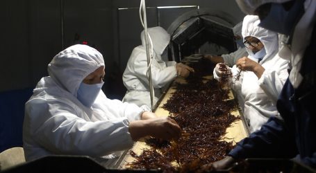 Alimentos en base a cochayuyo elaborados en Chile conquistan el mercado oriental