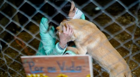 Contagio de Covid-19 en gatos sería solo desde personas