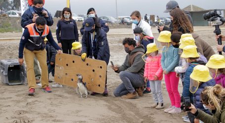 Sernapesca libera Pingüino de Magallanes en playa de Zapallar