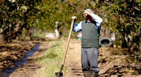 Anuncian apertura de mercado de Vietnam para cerezas chilenas