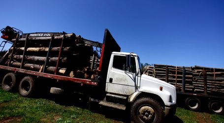 Giacaman destacó operativos en Arauco por robo de madera y narcotráfico