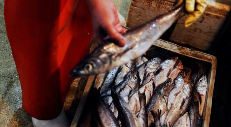 Sernapesca realiza positivo balance tras término de la veda de la merluza común