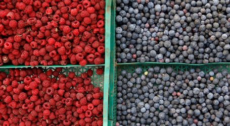 Regulador de EE.UU. aprueba system approach para arándanos del Biobío y Ñuble