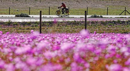 Positiva fiscalización de CONAF y PDI al desierto florido