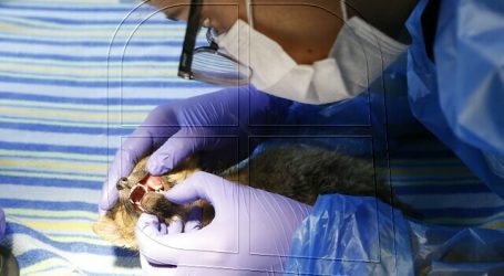 SAG denuncia nuevo caso de intento de mascotización de una especie protegida