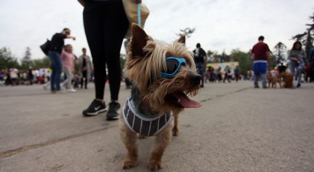 Colegio Médico Veterinario: Eclipse y efecto en fauna y mascotas