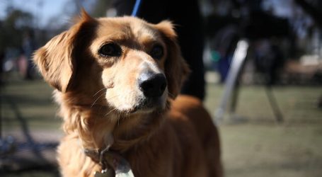 LDA entregó propuesta de compensación a dueños de mascotas con daños