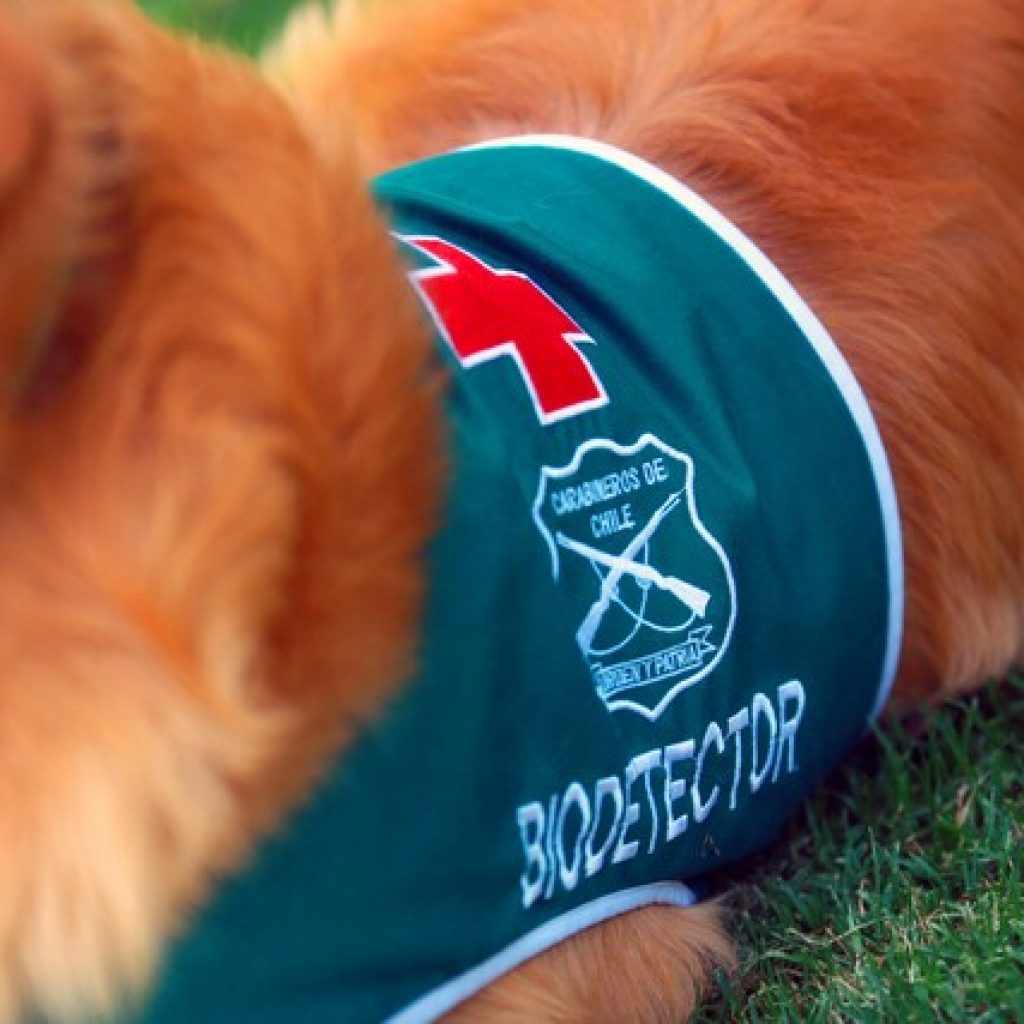 Brigada Canina Biodetectora de Covid-19 inicia operaciones en el aeropuerto