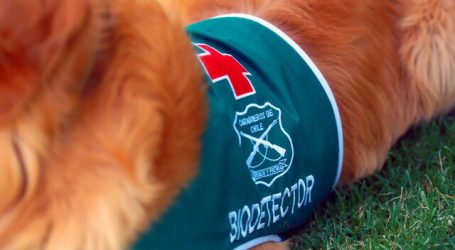 Brigada Canina Biodetectora de Covid-19 inicia operaciones en el aeropuerto