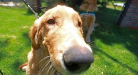 Perros biodetectores de Covid-19 apoyarán control en el Aeropuerto de Santiago