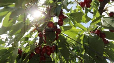 Ministro Walker destaca programa de mejoramiento genético del cerezo
