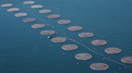 SMA formuló cargo grave contra salmonera Mowi Chile por sobreproducción