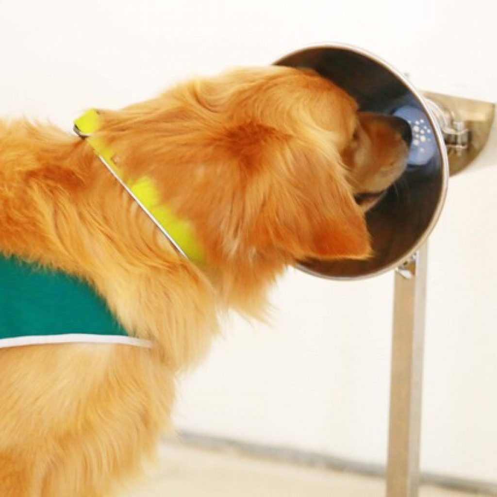 UC y Carabineros buscan ampliar alianza por perros biodetectores de Covid-19