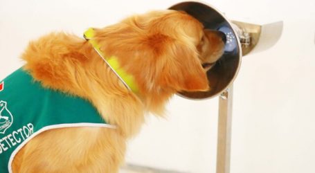 UC y Carabineros buscan ampliar alianza por perros biodetectores de Covid-19