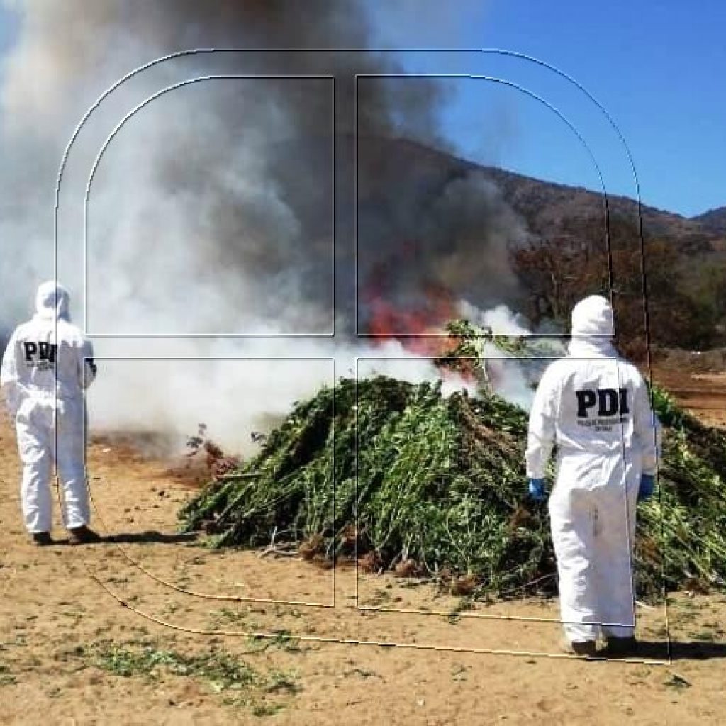 PDI incauta 3.602 plantas de cannabis sativa en quebradas de Catapilco