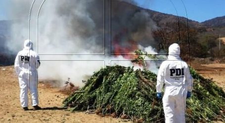 PDI incauta 3.602 plantas de cannabis sativa en quebradas de Catapilco