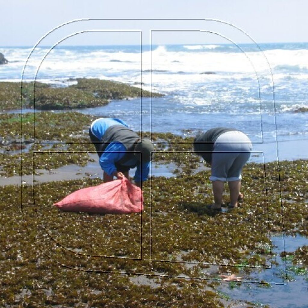 Álvarez pide otorgar permiso para trabajar a recolectoras de algas en cuarentena
