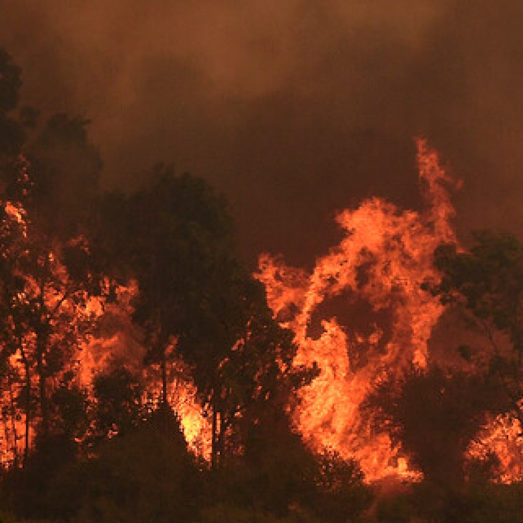 ONEMI realizó balance por situación de incendio forestal en Quilpué