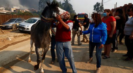 Entregan recomendaciones para cuidado de mascotas por incendio en Quilpué