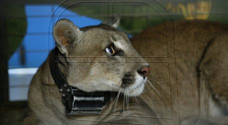 SAG recaptura a puma en San Felipe