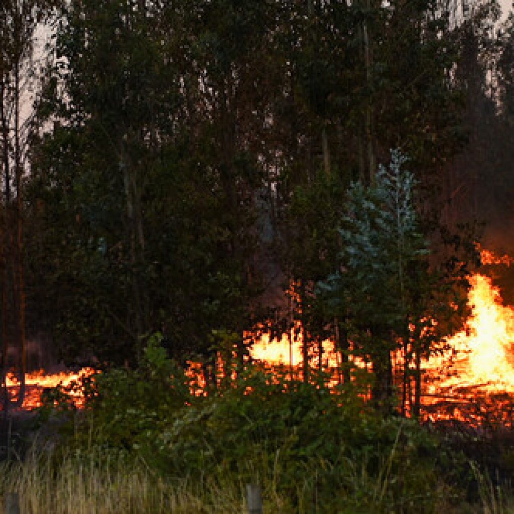 Incendio forestal en San Fernando ya consume más de 500 hectáreas