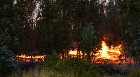 Incendio forestal en San Fernando ya consume más de 500 hectáreas