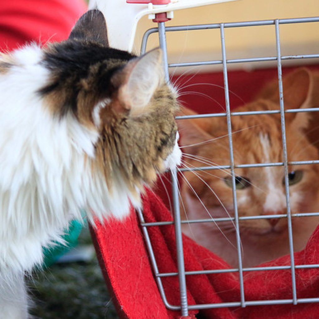 Master Cat retiró lotes de comida para gatos que fueron denunciados