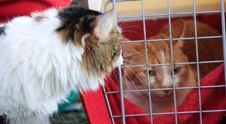 Master Cat retiró lotes de comida para gatos que fueron denunciados