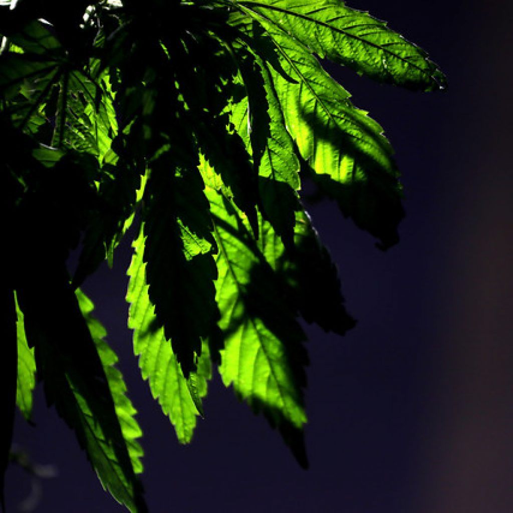 PDI incautó 3.550 plantas de cannabis sativa en la comuna de Casablanca